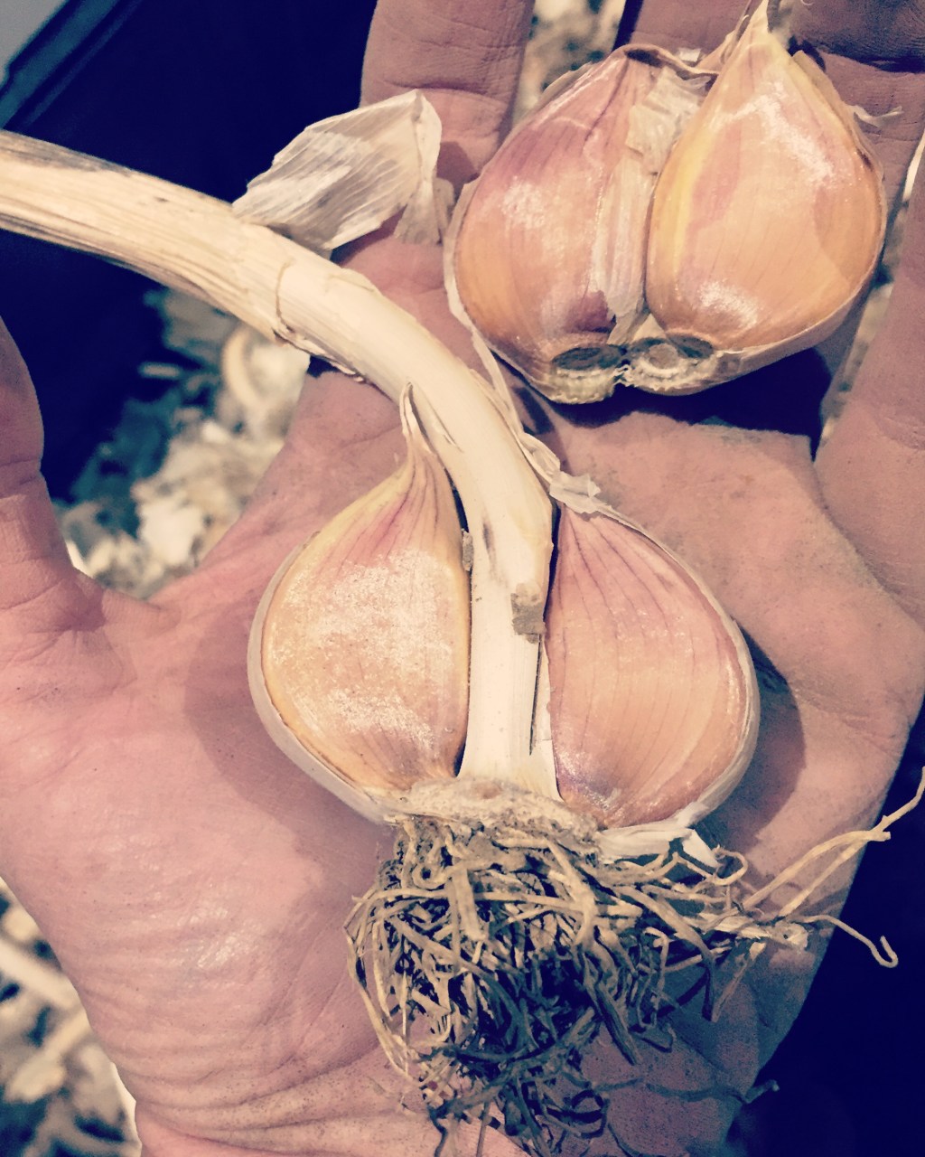 The Garlic Season