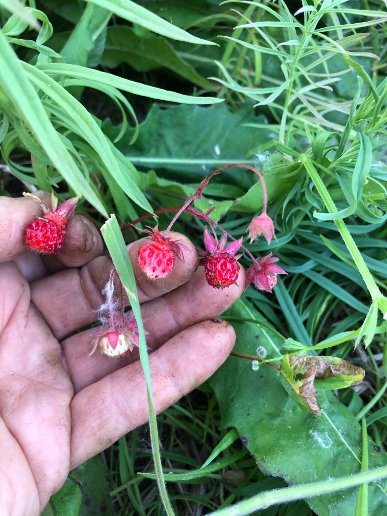 wild strawberries